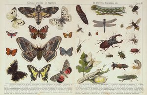 Insekter og andre hvirvelløse dyr (chromolitho) af European School