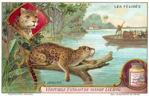 Jaguar (chromolitho) af European School