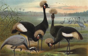Jomfruer og Peacock Crane af European School