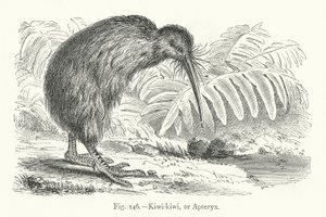 Kiwi-kiwi eller Apteryx (gravering) af European School
