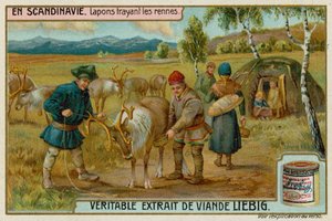 Laplanders malke rensdyr af European School