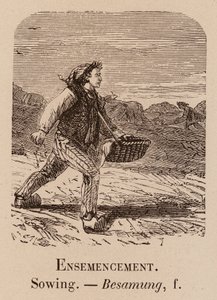 Illustrativt ordforråd: Såning; Såning; Besamung (gravering) af European School