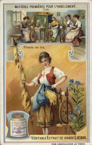 Linen: flax plant  af European School