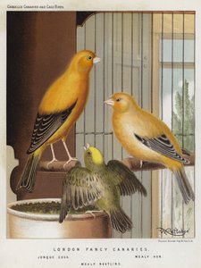 London Fancy Canaries, Jonque Cock, Mealy Hen, Mealy Nestling (farve litho) af European School