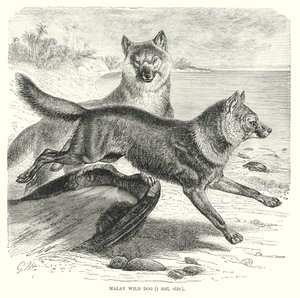 Malaysisk vildhund (gravering) af European School