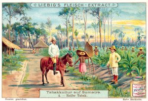 Modne tobaksplanter (chromolitho) af European School