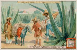 Mexicansk udvinding af Pulque fra en kaktus af European School