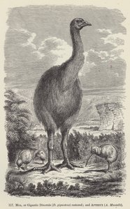 Moa, eller Gigantisk Dinornis (D giganteus) restaureret; og Apteryx, A Mantelli (gravering) af European School