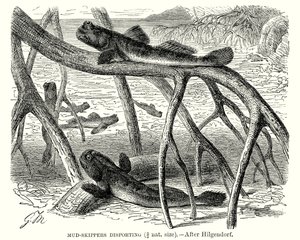 Mudderskippere, der går i land (gravering) af European School