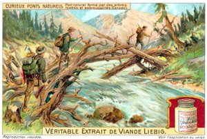 Naturlig bro dannet af væltede og tilgroede træer i Canada (chromolitho) af European School