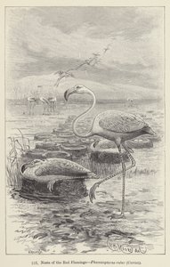 Reder af den røde flamingo, Phoenicopterus ruber, Cuvier (gravering) af European School