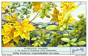 Spidsløn (Acer platanoides) (chromolitho) af European School