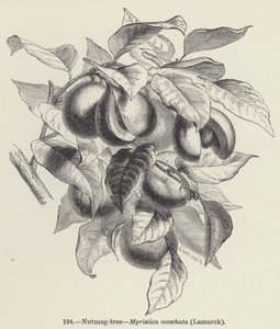 Muskatnød-træ, Myristica moschata, Lamarck (gravering) af European School