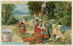Appelsinhøst i Italien af European School