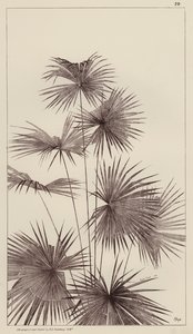 Palme (litografi) af European School