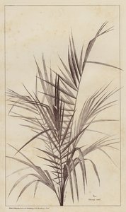 Palme, Chamaerops Exelsa (litho) af European School