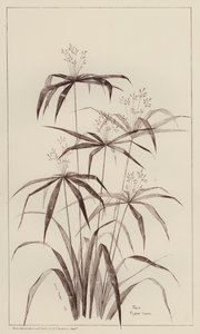 Palme Cyperus Luscus (litho) af European School