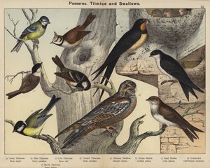 Passeres, mejser og svaler (farve litho) af European School