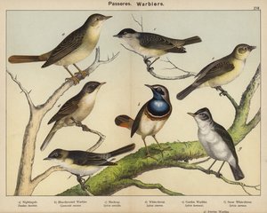 Passeres, Warblers af European School