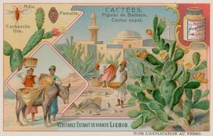 Kaktus (Cactus Nopal) og Cochineal Beetle af European School