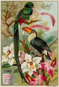 Quasal, Tukan og Orchidees af European School