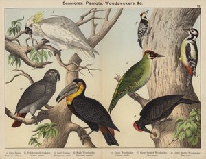 Scansores, Parrots, Woodpeckersdani af European School