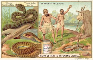 Korthalet hugorm og almindelig dødhugorm (chromolitho) af European School