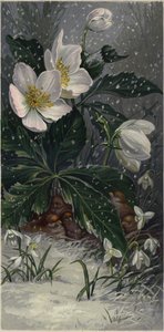 Spurve i ly for sneen under en blomstrende plante (farvelitografi) af European School