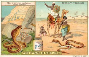Spyttekobra og hornhugorm (chromolitho) af European School