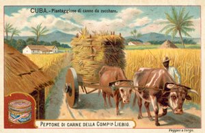 Sukkerrørsplantage, Cuba (chromolitho) af European School
