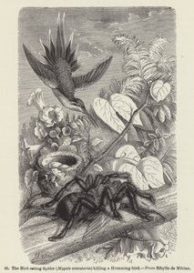 Den fugleædende edderkop (Mygale avicularia) dræber en kolibri (gravering) af European School