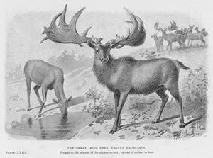 Den store irske hjort, Cervus Megaceros (litho) af European School