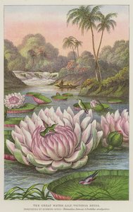 The Great Water-Lily, Victoria Regia (gravering) af European School