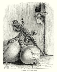 Tyrkisk gekko (gravering) af European School