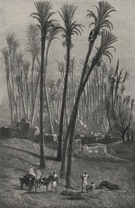 En oase i Sahara (gravering) af European School