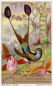 Hvidfodet ketsjerhale (Spathura Underwoodii) (chromolitho) af European School