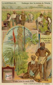 Vinbønder i Victoria, Aranda-aboriginerne og typiske planter langs Murray-flodbredderne af European School