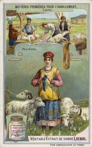 Wool: sheep  af European School