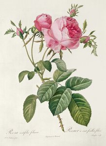 Theory, les Roses, Rosa Centifolia Foliacea (litografi) af Eustache Hyacinthe Langlois