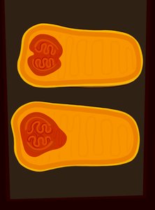 Butternut Squash (digital kunst) af Evan Sklar