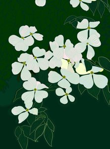 Blomstrende kornel, ca. 2020-24 (digital kunst)