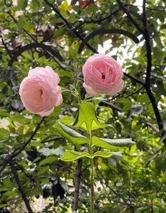 Rose Face, 2025 (digital kunst)