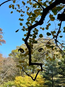 Smilende ansigt på en trægren, 2025 (digital kunst) af Evan Sklar