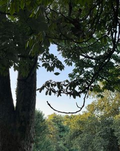 Træ med smilende øjne, 2025 (digital kunst) af Evan Sklar