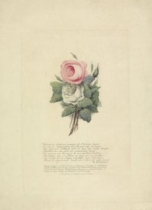 Roser med den kongelige families silhuetter, 1816