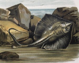 Almindelig rokke (Trygon pastinaca).