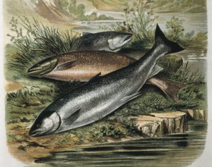Salmons. Gravering efter tegning af F. Padro. Gravering