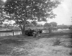 Katle, Alipore, Indien, 1905-1906