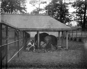 Elephants, Alipore, Indien, 1905-1906