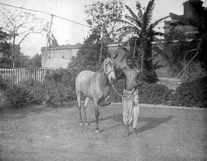 Mand med hest, Alipore, Indien, 1905-1906
